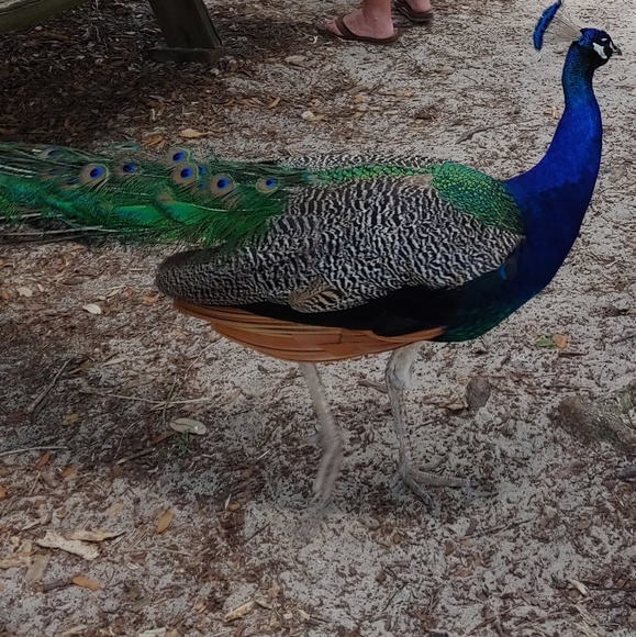 Meet your Posher, Cindy - Picture 1 of 1